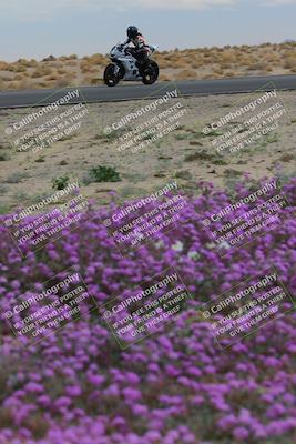 media/Jan-14-2023-SoCal Trackdays (Sat) [[497694156f]]/Turn 14 Exit Bloomig (145pm)/